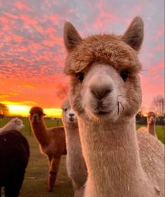 an alpaca staring at the camera with other llamas in the background