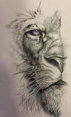 a pencil drawing of a lion's face