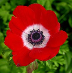 a red and white flower with green leaves in the background