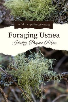 moss growing on the side of a tree with text overlay reading foraging usnea ability, purpose and use