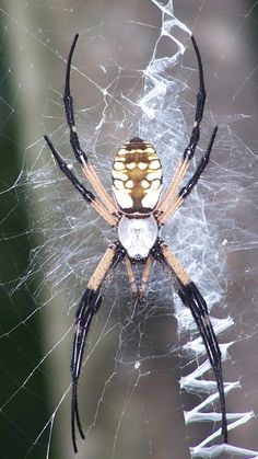 a large spider sitting on top of a web