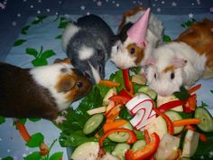 three small hamsters are eating vegetables on a bed with green leaves and pink hats