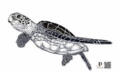 a black and white drawing of a sea turtle