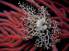 an image of some corals that are red and purple