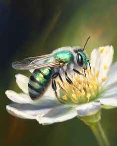 a bee sitting on top of a white flower next to a green and yellow insect