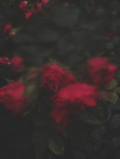 some red roses that are in the dark