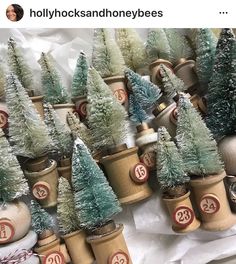 small christmas trees in pots with numbers on them