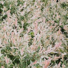 some pink and green plants in the grass with white flowers on it's leaves