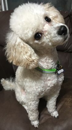 a small white dog sitting on top of a brown couch