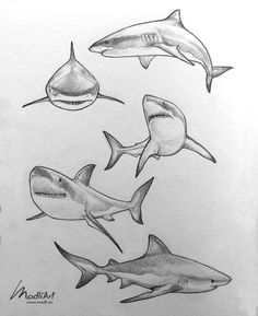 pencil drawing of sharks and shark teeth