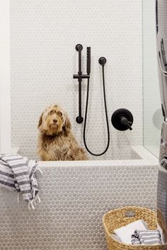 a dog sitting in the bathtub next to a shower head