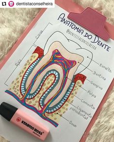 a clipboard with a diagram of the structure of a tooth