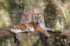 a tiger laying on top of a moss covered rock