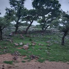 some trees and rocks in the middle of a field