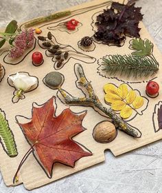 an assortment of autumn leaves and other items on a piece of paper with acorns