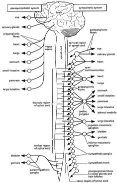 diagram of the human body and its major structures, including the nervous system labeled below