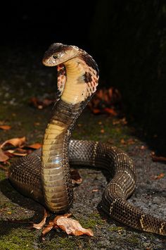 a brown and black snake on the ground