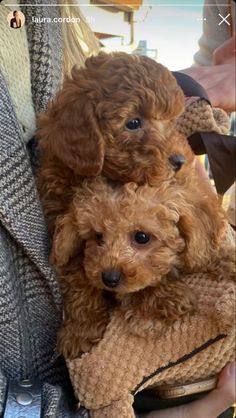 two brown poodle puppies sitting on top of someone's lap in a sweater