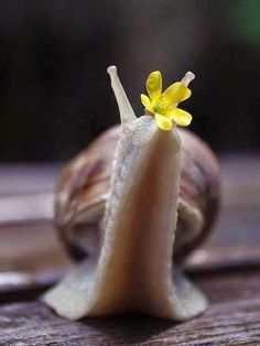 HELP ME GET A SNAIL!! Love Good Morning, Flowers Love, Cute Creatures, Cute Little Animals, 귀여운 동물