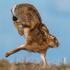 a brown rabbit jumping in the air with it's front paws on its back legs