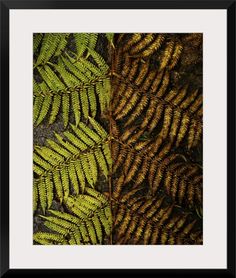 two ferns with yellow and green leaves in the background, one is black framed print