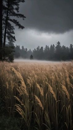 a field with tall grass and trees in the background under a dark sky filled with clouds