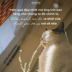 a white and brown cat sitting on top of a window sill next to a plant