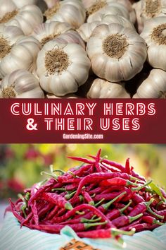 culinary herbs, herbs for cooking, herbs cuisine, cooking herbs Herbs And Their Uses, Growing Oregano, Growing Vegetables At Home, Oregano Plant, Breads Recipes, Tomato Planter, Container Herb Garden, Growing Rosemary, Outdoor Herb Garden