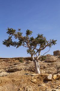 Frankincense Tree, Boosting Immunity, Balancing Hormones