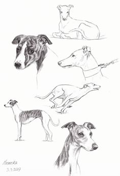 four different dogs are shown in this black and white drawing, with one dog looking at the camera