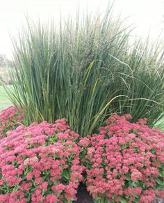 some very pretty pink flowers in the grass