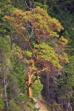 a large tree in the middle of a forest filled with lots of green and yellow trees