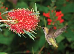 a hummingbird flying towards a red flower