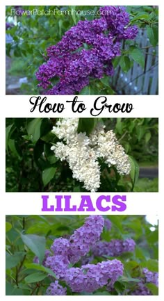 purple lilacs with the words how to grow lilacs in front of them and below