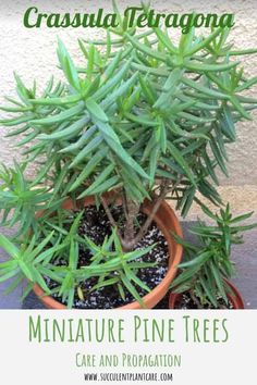 a small pine tree in a pot with text overlay that reads, miniature pine trees care and propagation