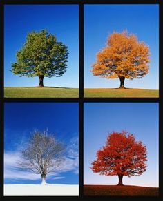 four different colored trees with blue sky in the background