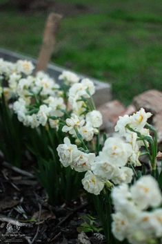 some white flowers are growing in the dirt