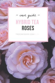 pink roses with the words care guide hybrid tea roses