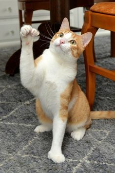 an orange and white cat standing on its hind legs in front of a wooden chair