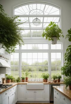 a kitchen filled with lots of potted plants