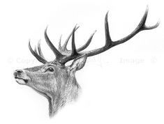 a pencil drawing of a deer's head with antlers on its back side