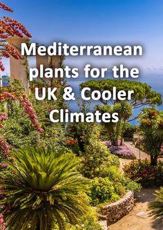 mediterranean plants for the uk and cooler climates