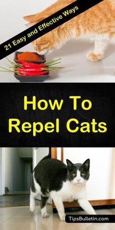 an orange and white cat standing next to a bowl of food with the words how to repel cats on it