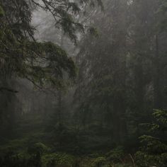 foggy forest with trees and grass in the foreground, on a dark day