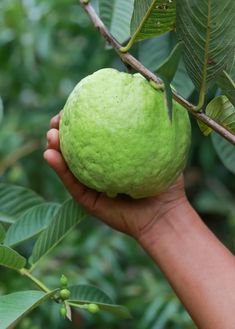 a hand holding an unripe green fruit on a tree