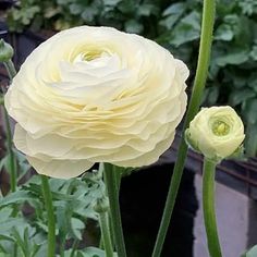 two large yellow flowers in a garden