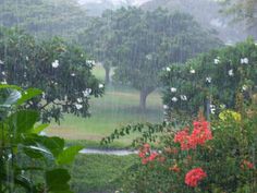 the rain is pouring down on trees and flowers