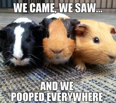 three guinea pigs sitting next to each other with caption that reads, we came, we saw and we pooped everywhere