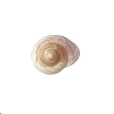 a close up of a snail on a white background