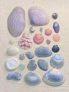 various seashells are arranged on a white surface